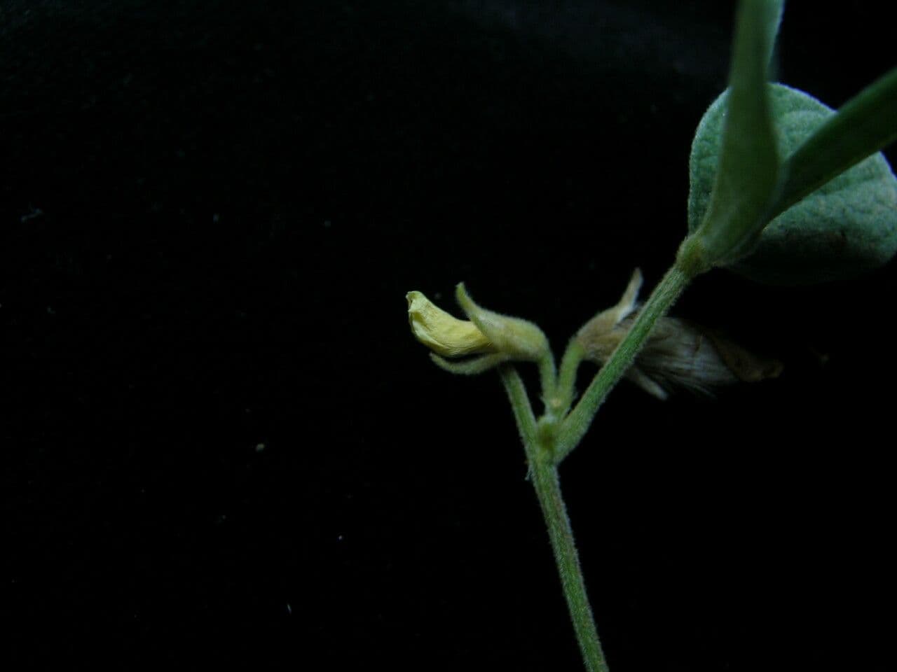 Cajan scarabeo 9