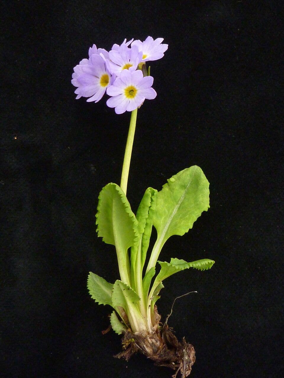 Primula ellittica 6