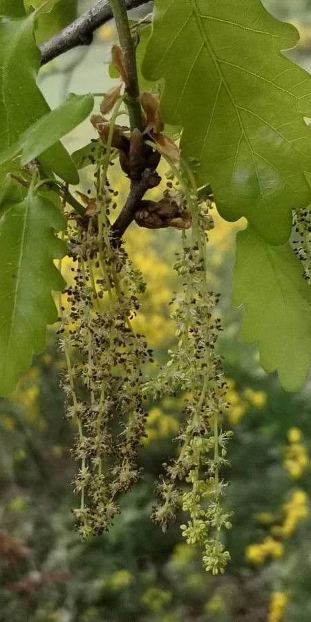 Quercia comune 9