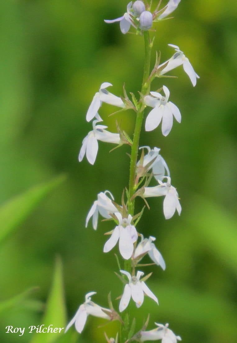 Lobelia spicata 3