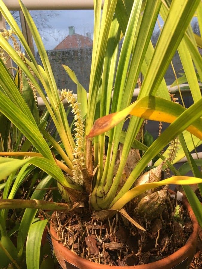 Cymbidium 13