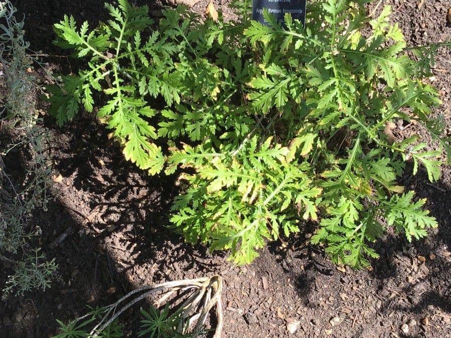 Argyranthemum 9