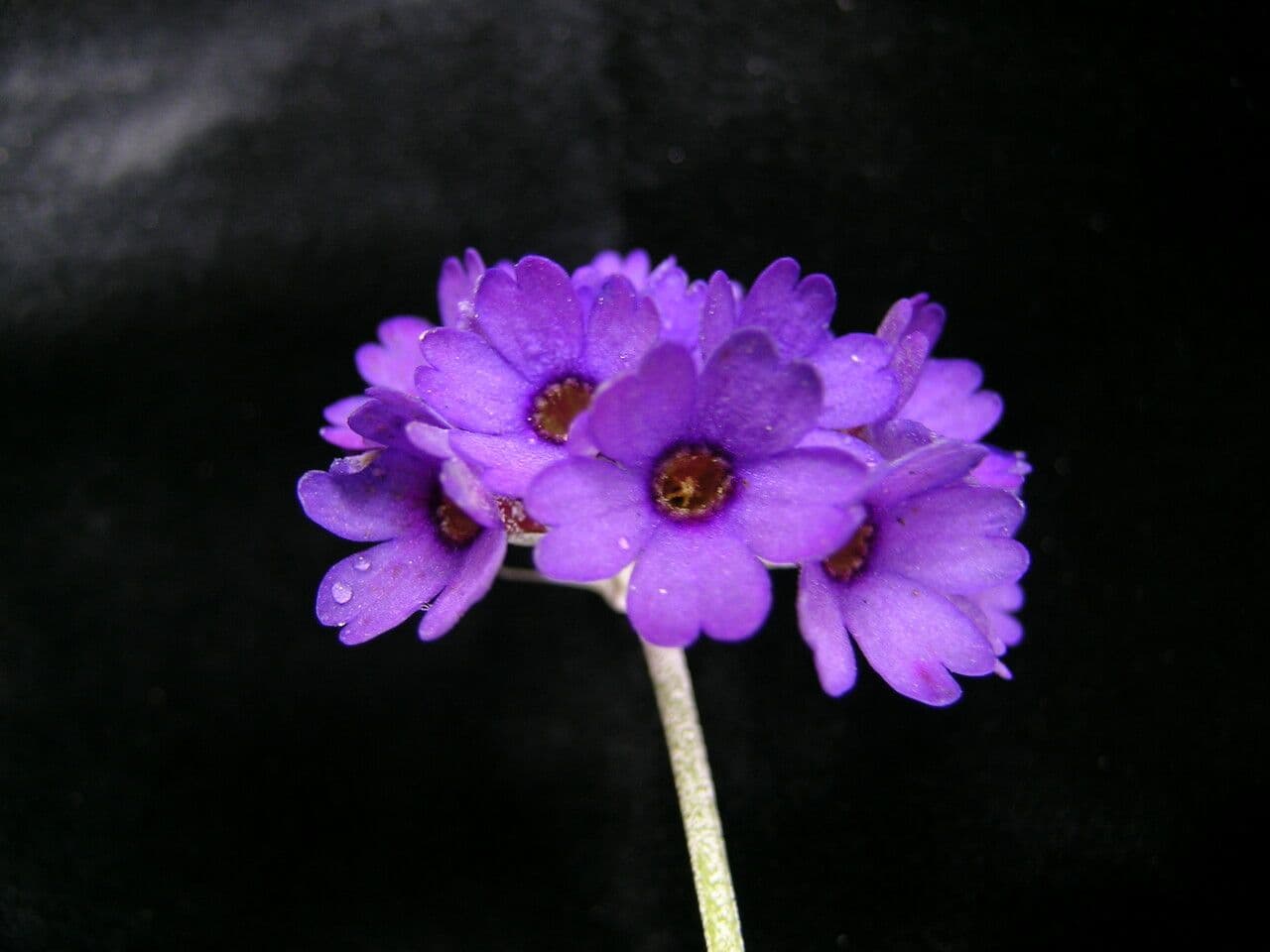Primula capitata 2