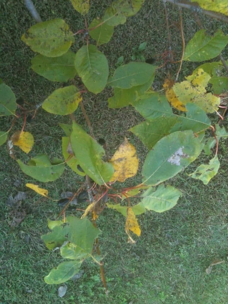Nyssa aquatica 5