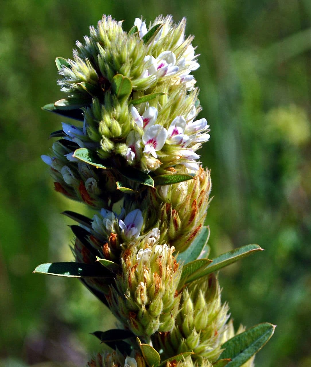 Lespedeza capitata 7
