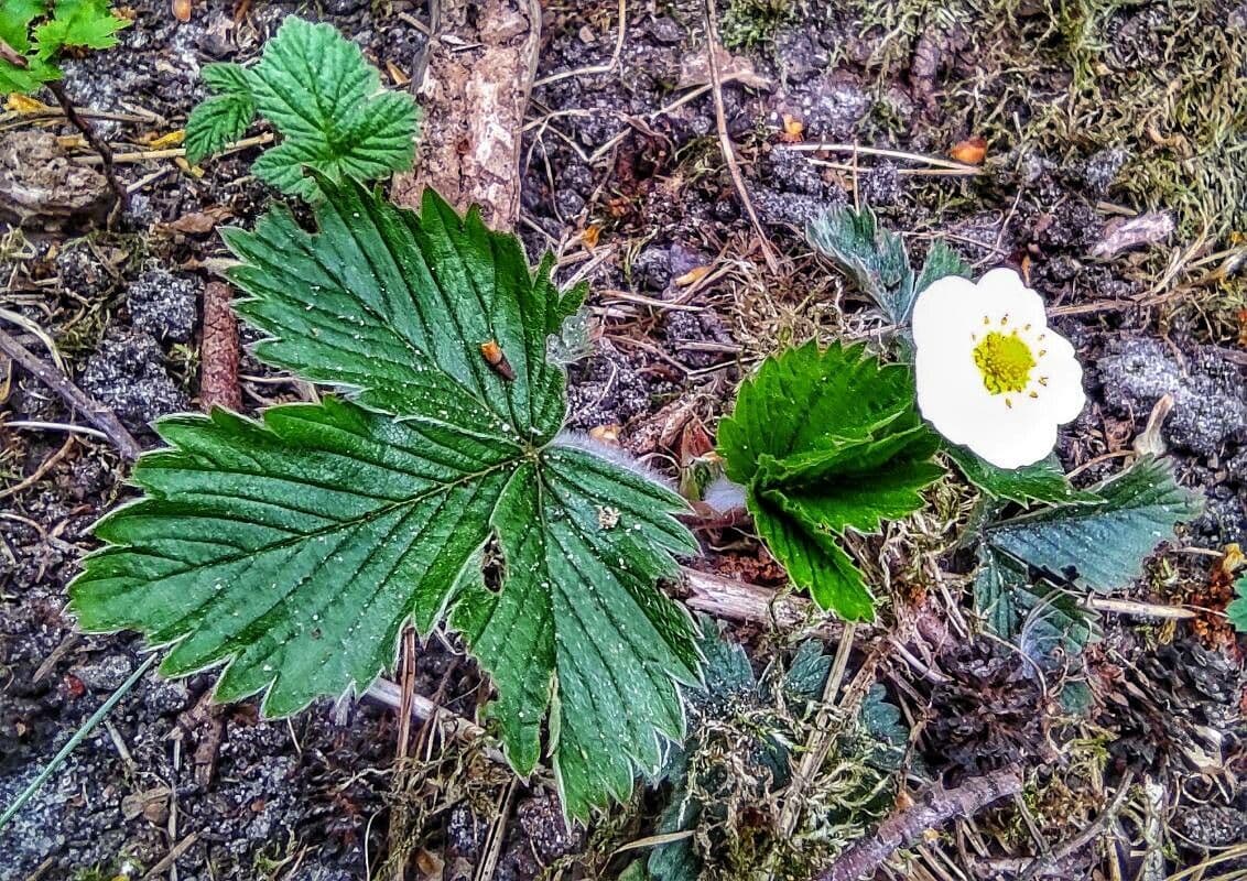 Fraisier vert 13