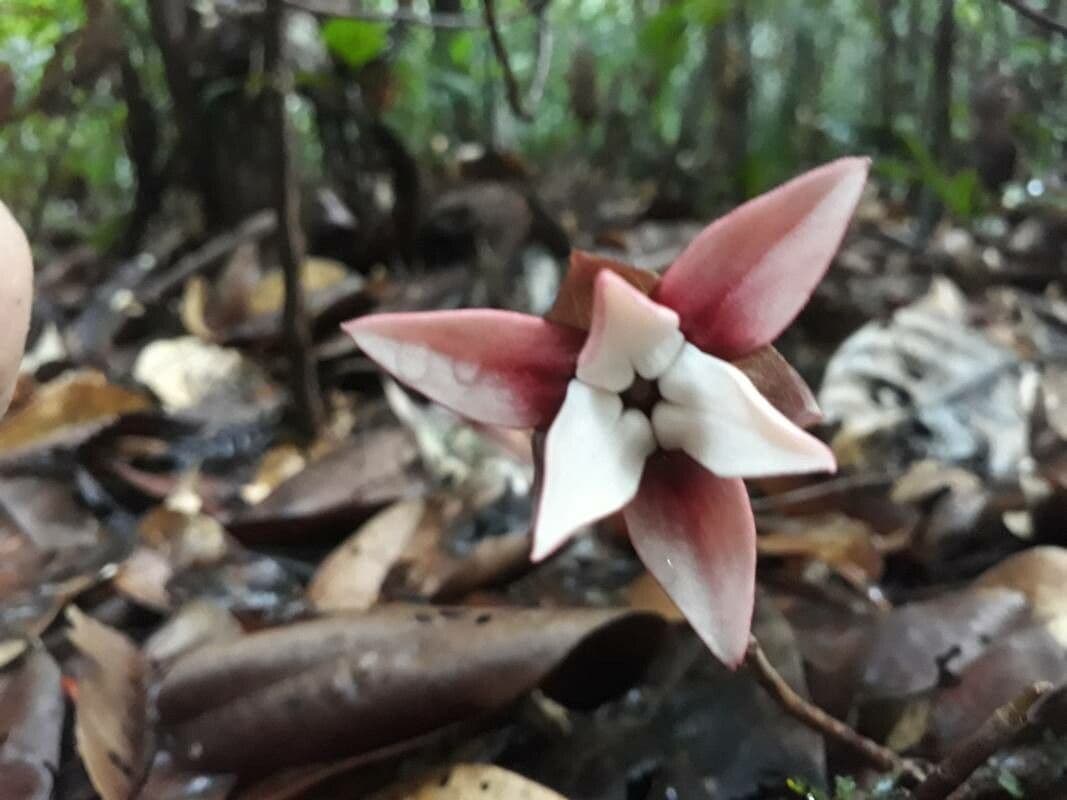 Duguetia 2