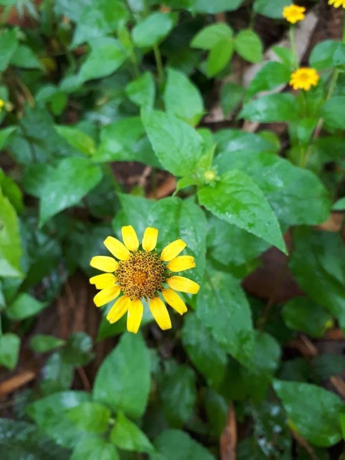 Viguiera dentata 11