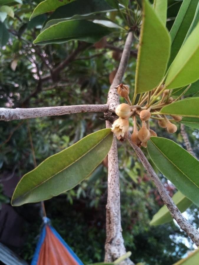 Sapodilla 7