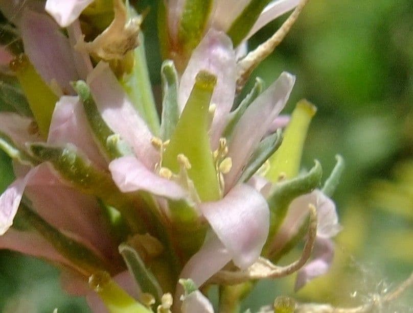 Miricaria germanica 8