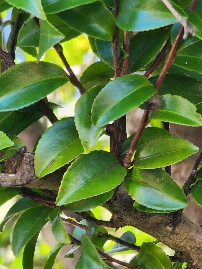 Ceratopetalum gummiferum 12