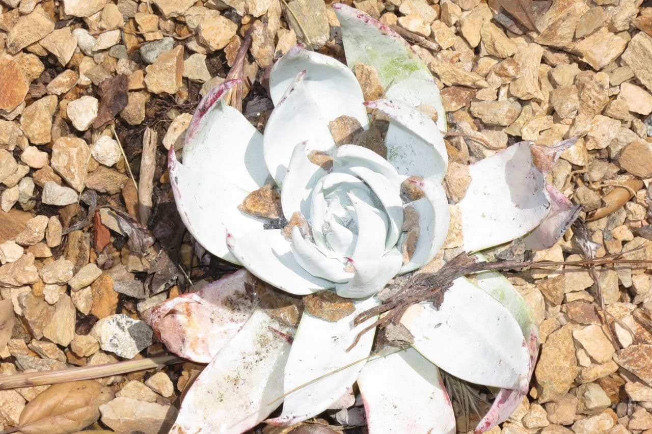 Dudleya Brittonova 10