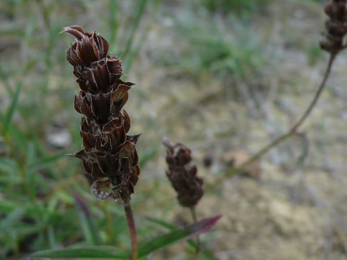 Prunella 2