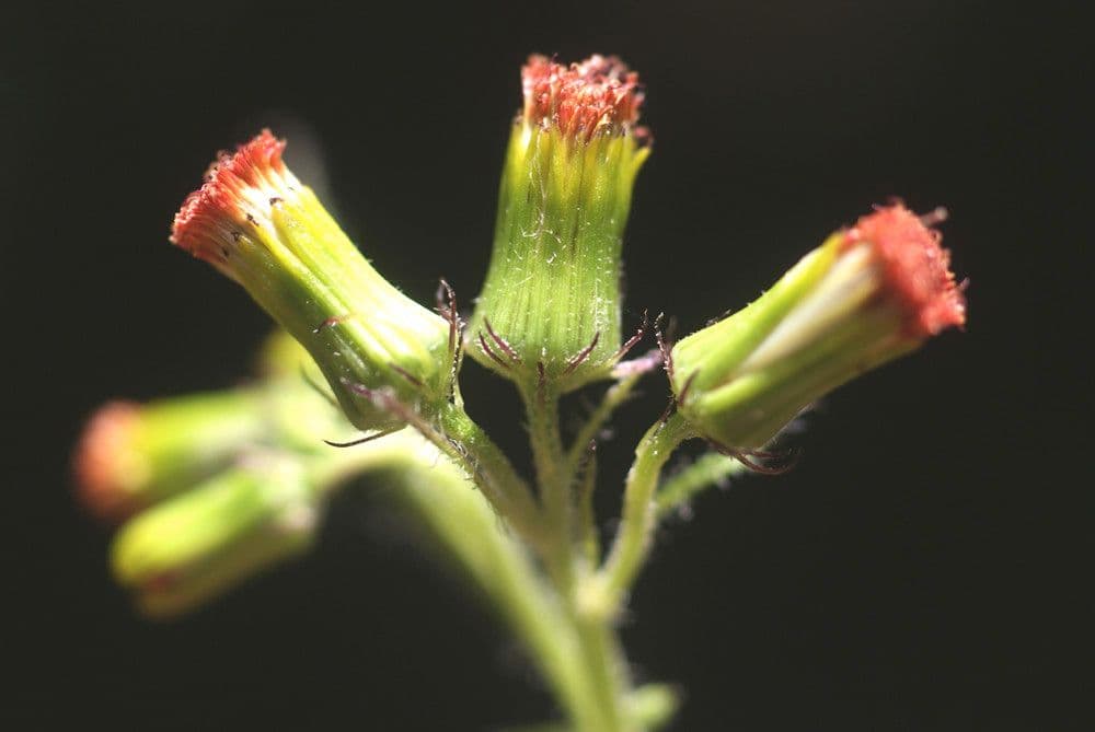 Crassocephalum