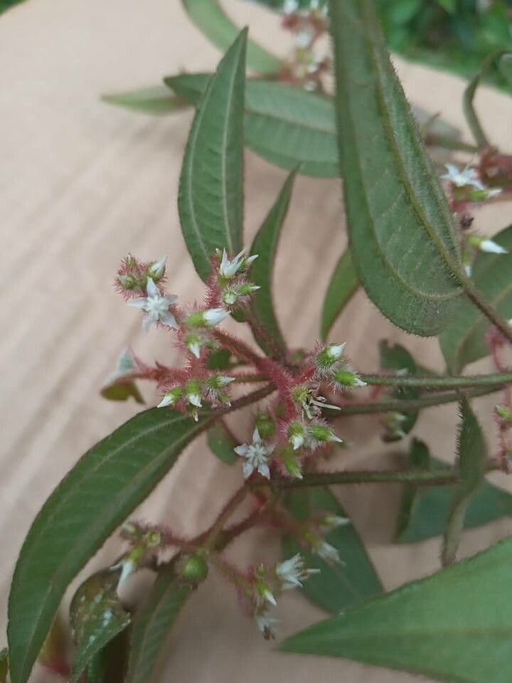 Miconia