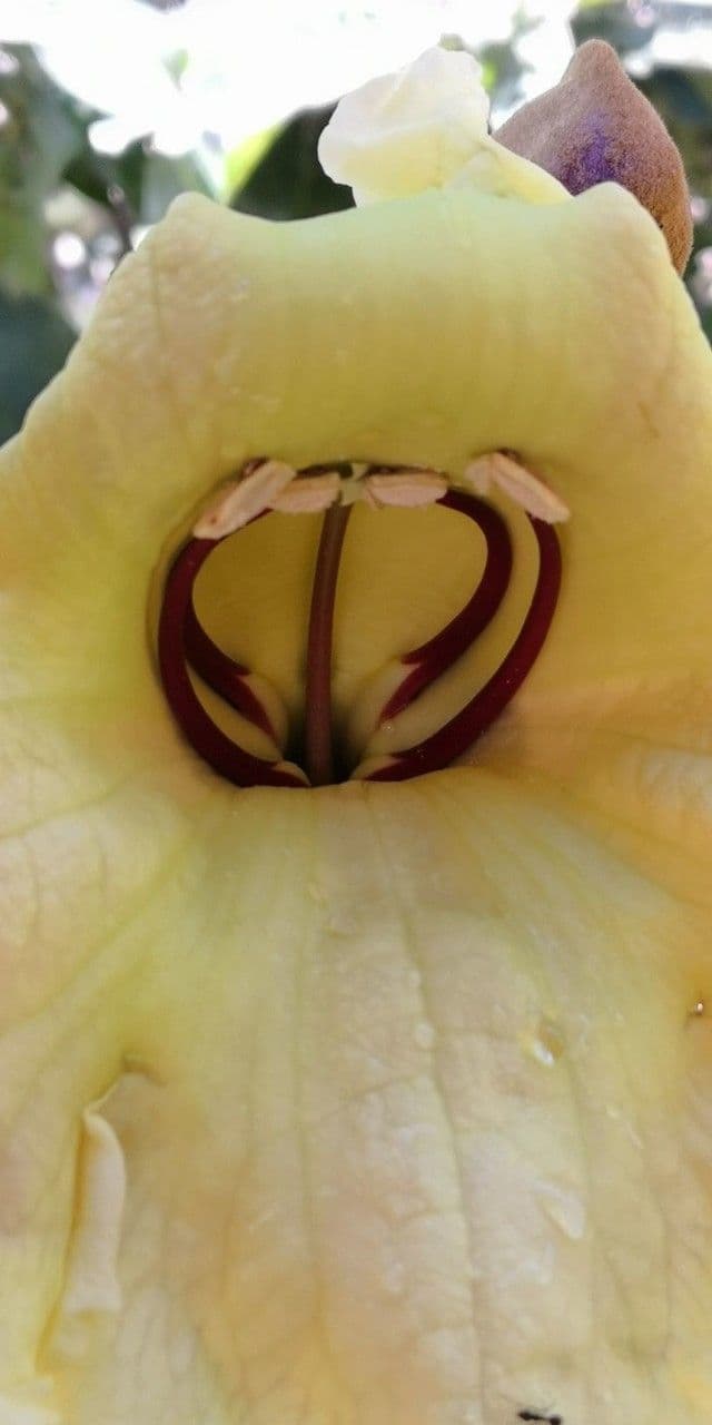 Markhamia 3