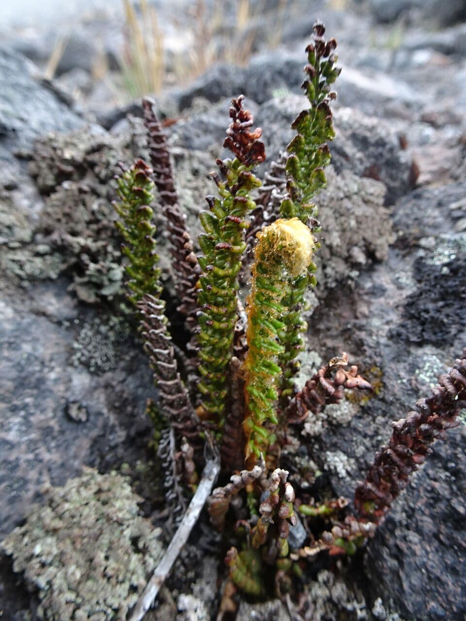 Polystichum 5