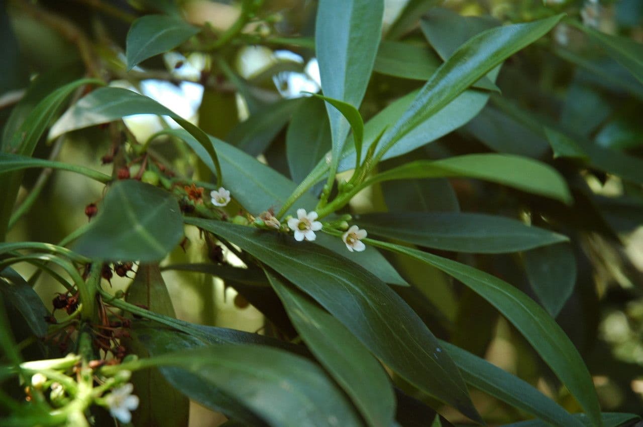 Myoporum 6