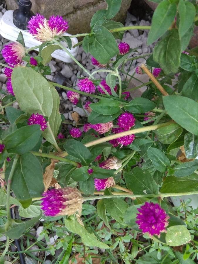 Gomphrena globuleuse 25