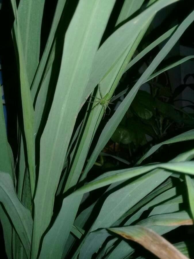 Cymbopogon nardus 5