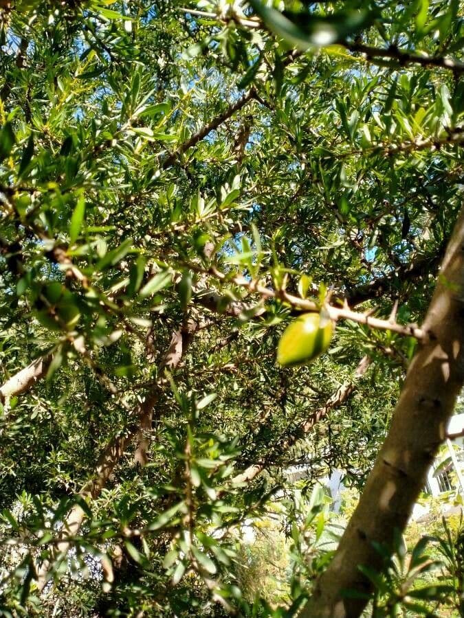 Argan 2