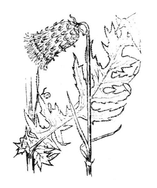 Cardo giallastro 28