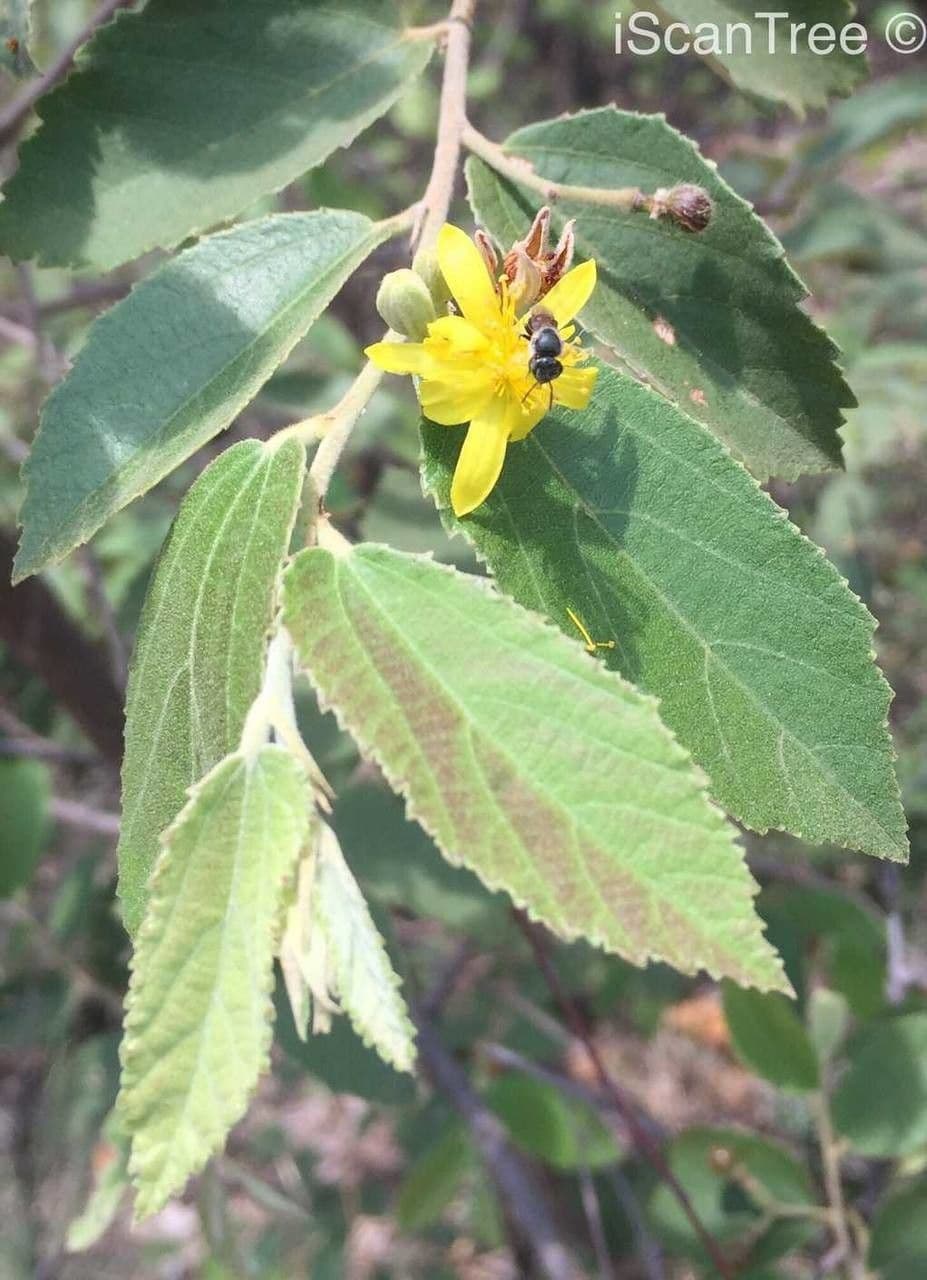 Grewia 6