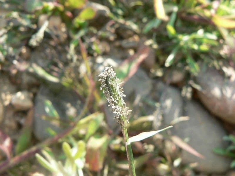 Sporobolus 9