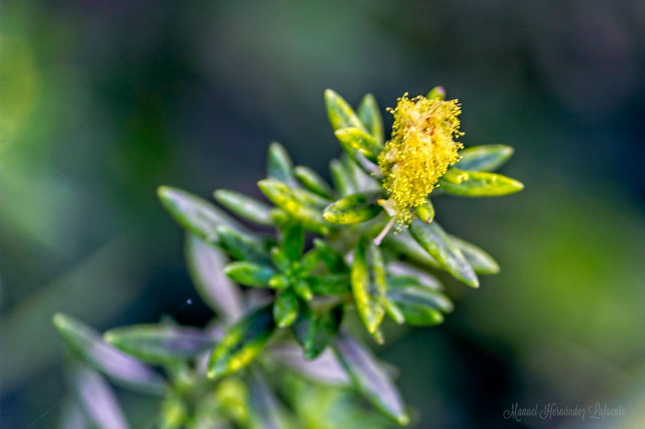Westringia arbustiva 19