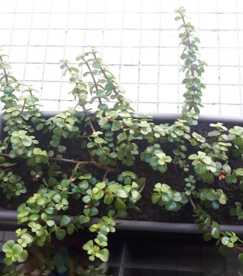 Portulacaria afra 19