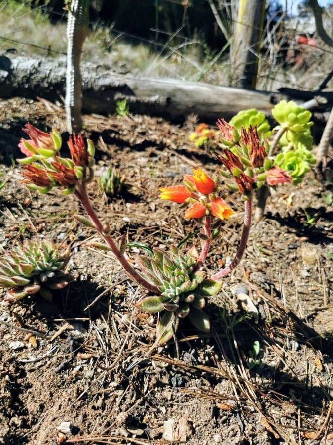 Echeveria 4