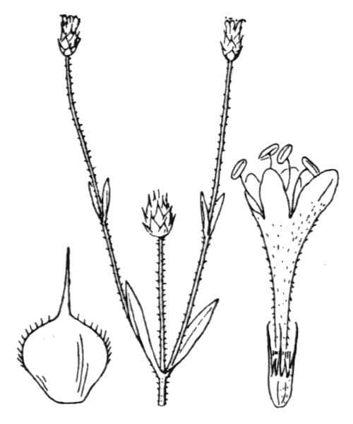 Cephalaria siriana 2