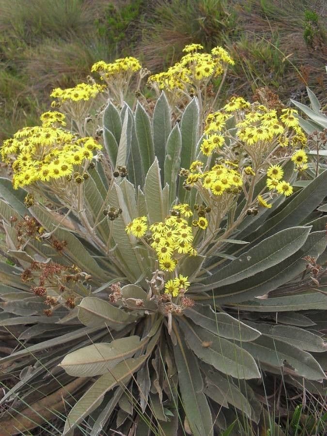 Frailejón 3