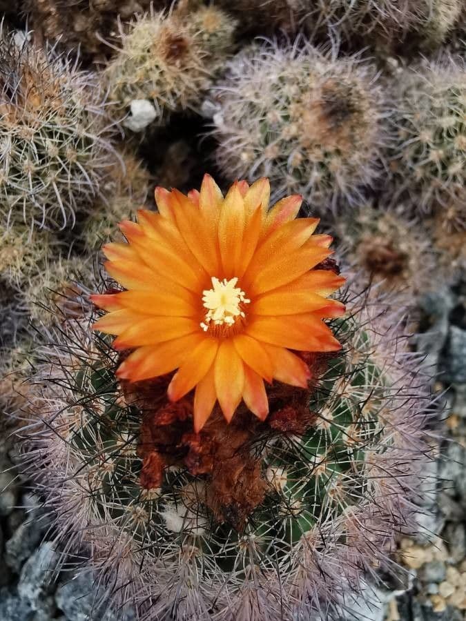 Parodia