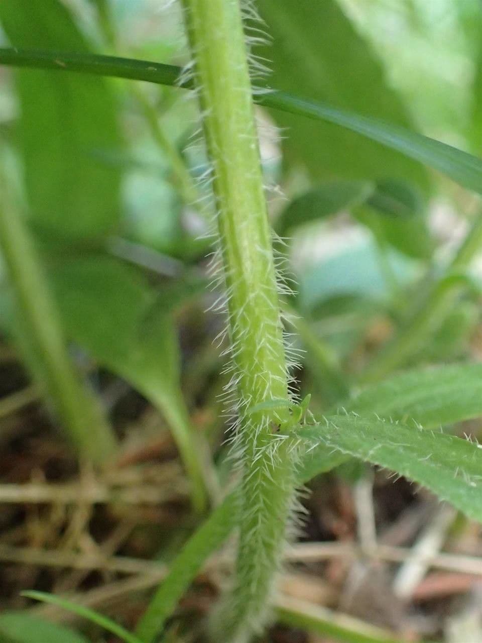 Campanula diffusa 21