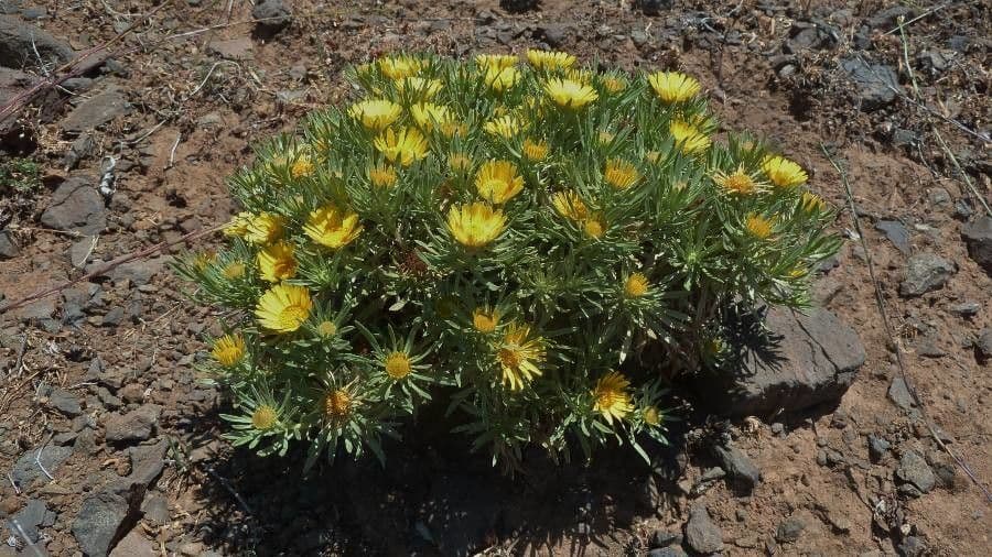 Asteriscus odorant 14