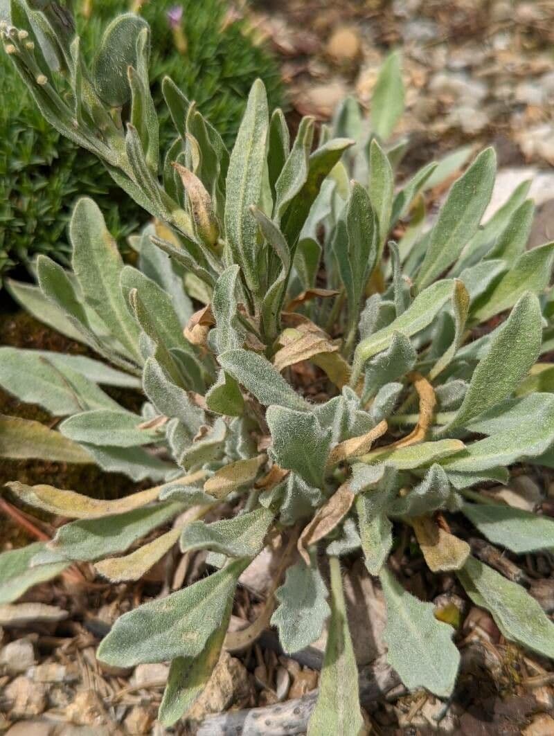 Fibigia clypeata 19