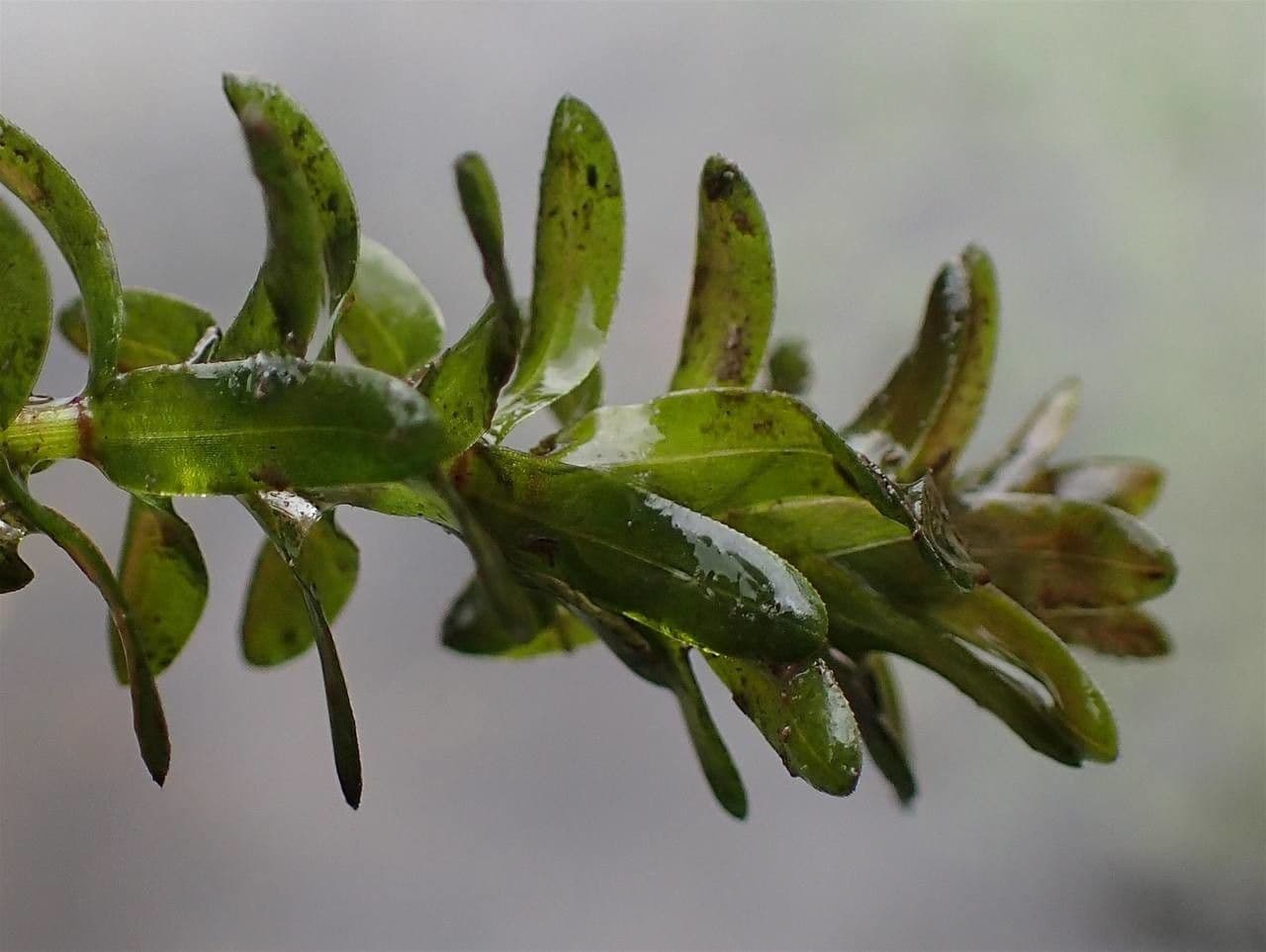 Elodea de Canadá 9