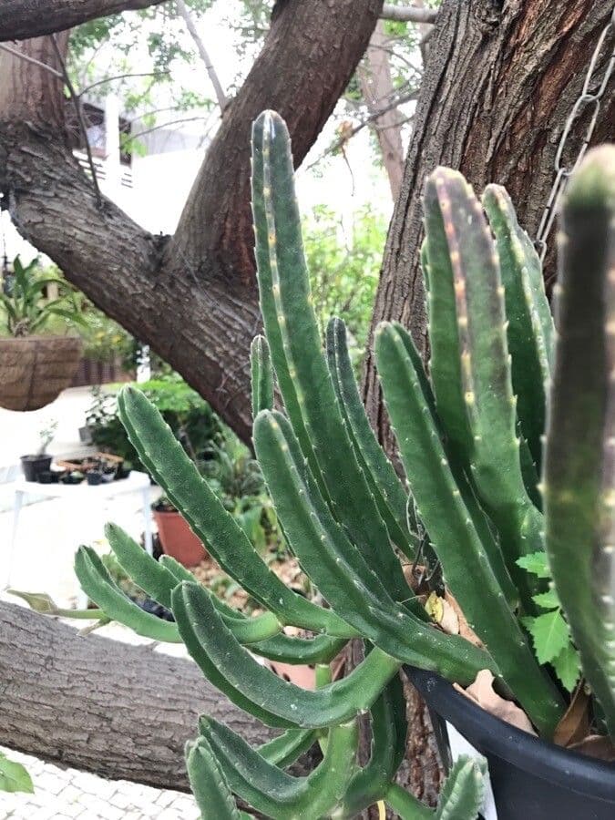 Stapelia gigantea 21