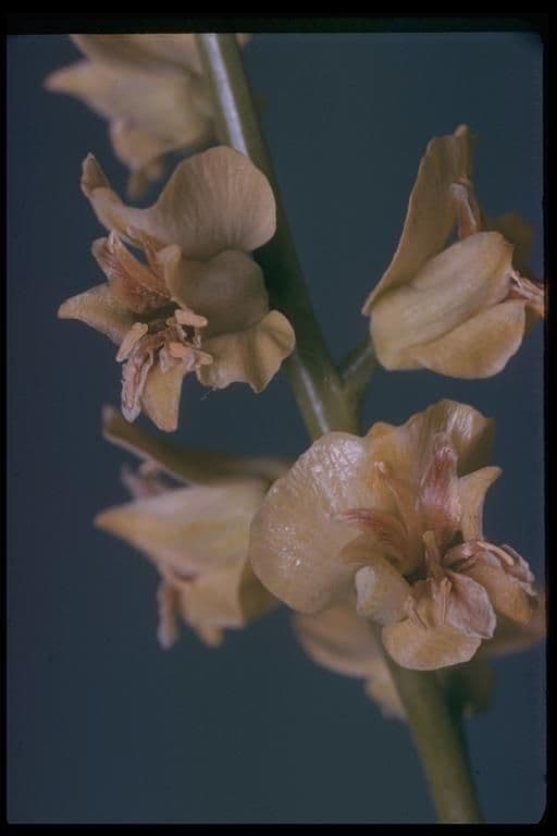 Streptanthus polygale
