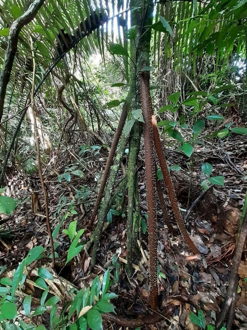 Sokratea naga 16