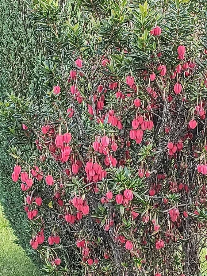Crinodendron 2