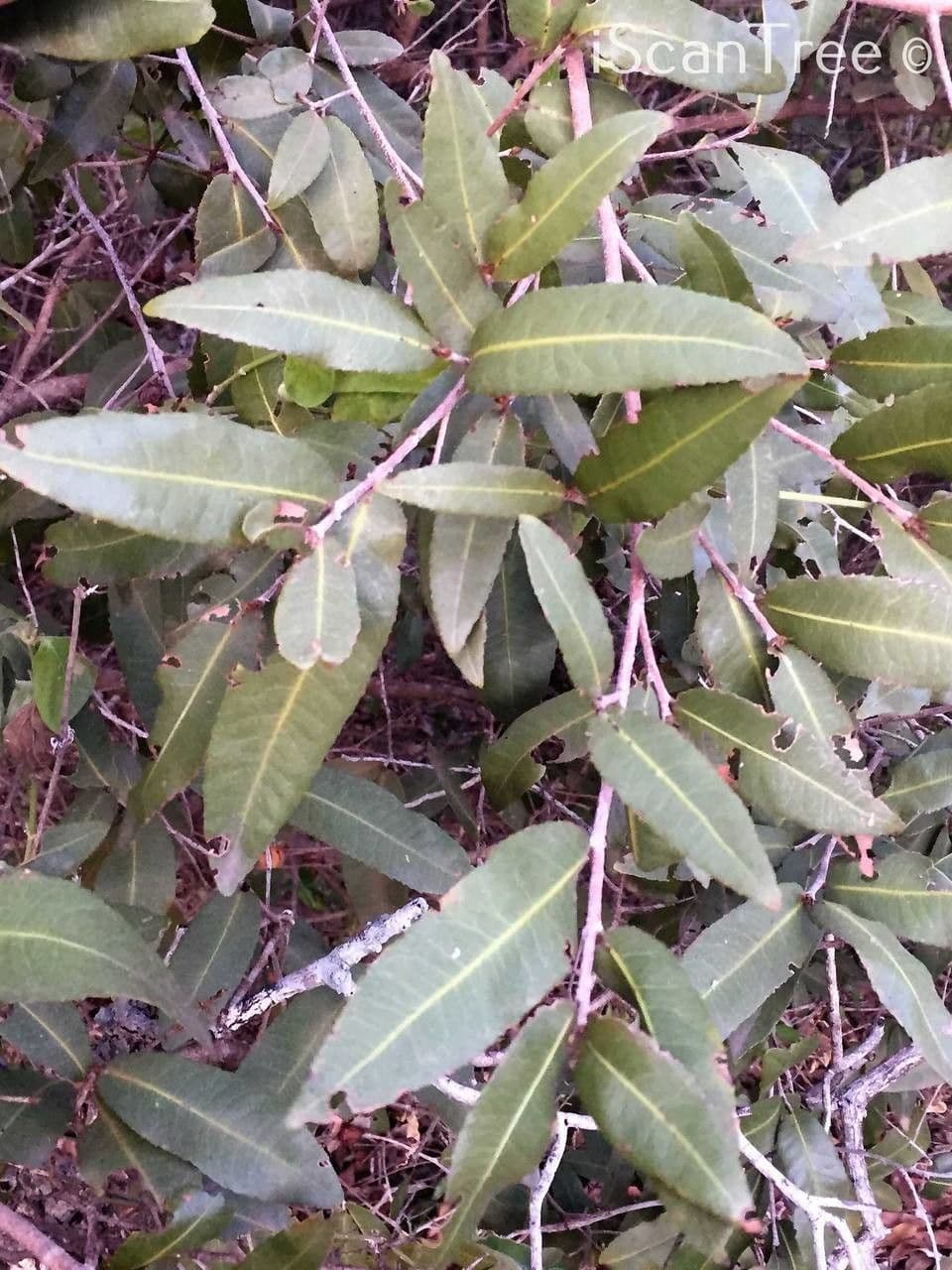 Ochna 12