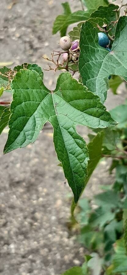 Ampelopsis glandulosa 8