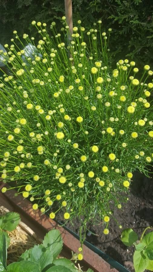 Grüne Sonnendistel 3