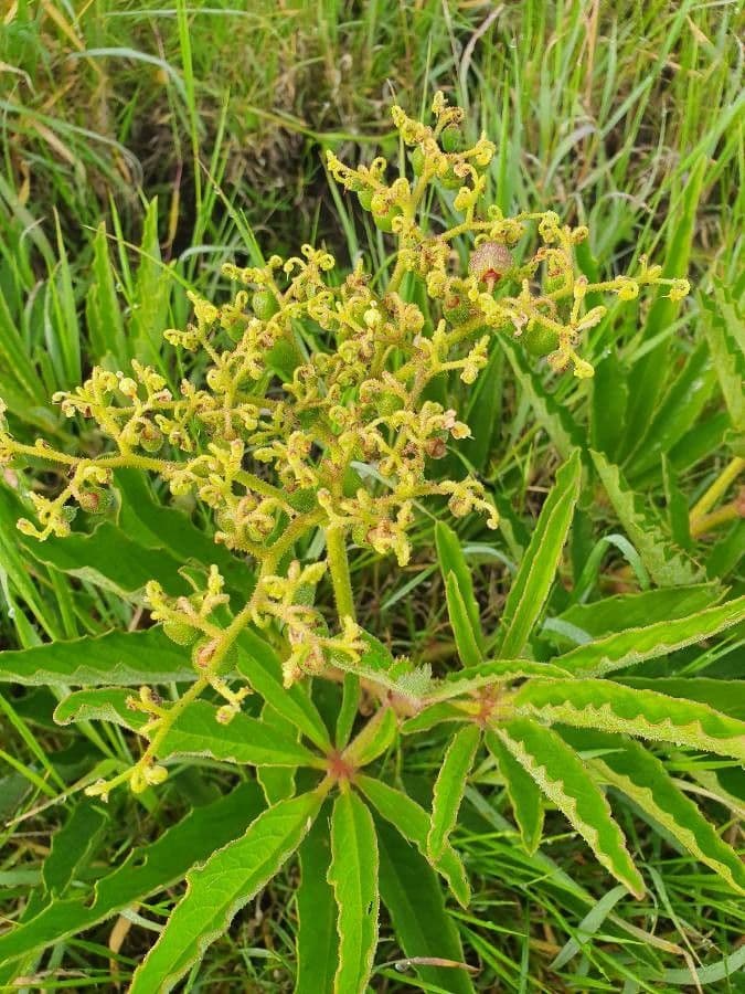 Cyphostemma 7
