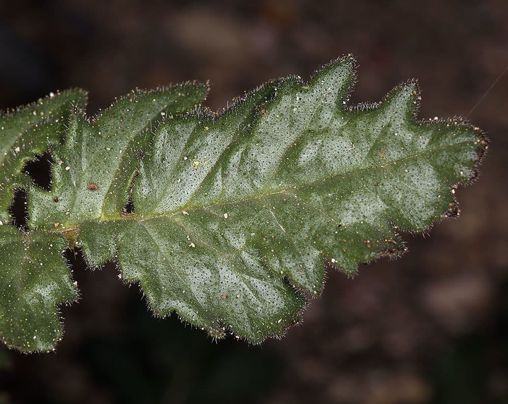 Facelia crenulata 14