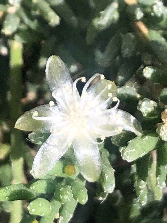 Rhipsalis 5