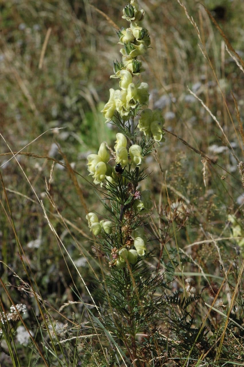 Aconito anthora 11