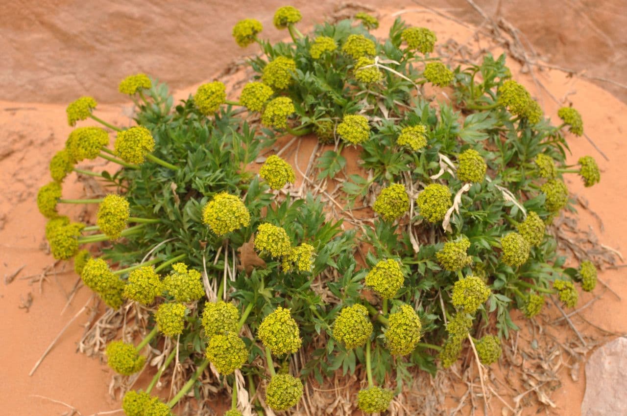 Lomatium 4